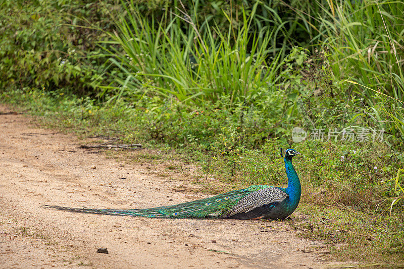 雄孔雀，Pavo cristatus，在一条土路上